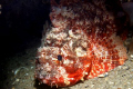   Scorpion fish Night time Swan River. River  